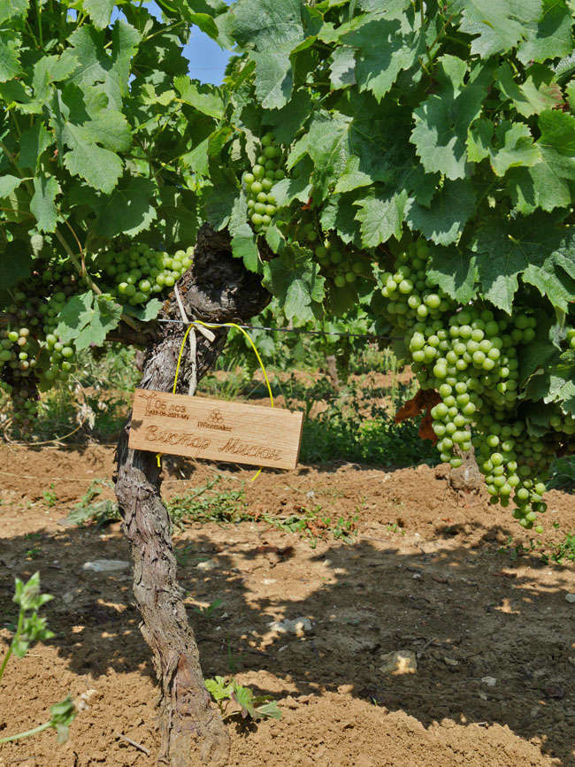 Виноградник на урожай